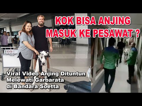 Video: Doggie Vacay: Kebutuhan Perjalanan untuk Anjing Anda