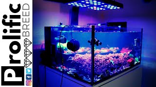 ALL IN ONE NANO REEF TANK (NO SKIMMER) UPDATE | MISSING WRASSE