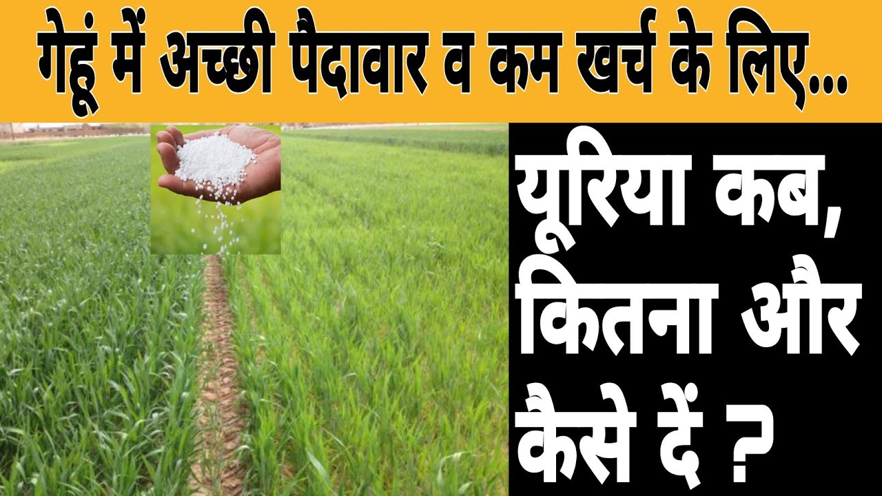 गेहूं में अच्छी पैदावार के लिए यूरिया कब और कितना दें ? Time and Dose of Urea Application in Wheat🤔