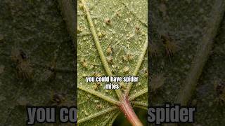 Spider Mites on Bonsai Maple? Yellow Leaves Explained Fast