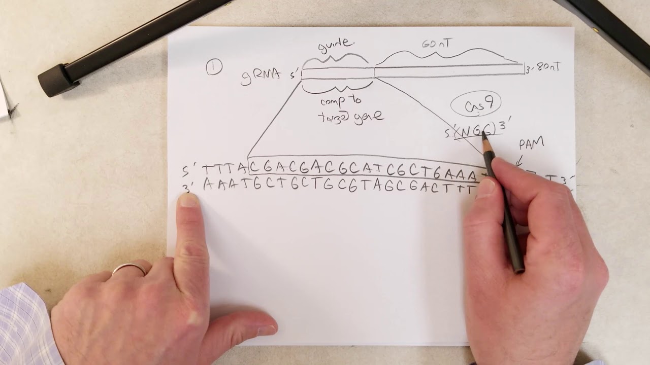 Genetics: L30-C, CRISPR: Gene editing with gRNAs (Recommend 1.5x Speed)
