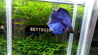 大台南展示級鬥魚 170709-3 藍 DT