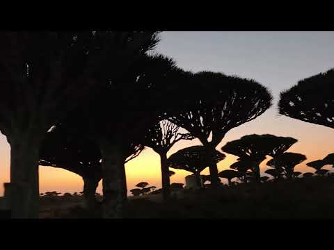 #socotra island
