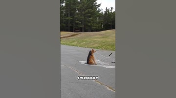 This Gun Doesn’t Shoot Bullets — It Shoots Nets!