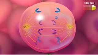 Cell Cycle And Mitosis Mcgraw Hill Biology Animation Video