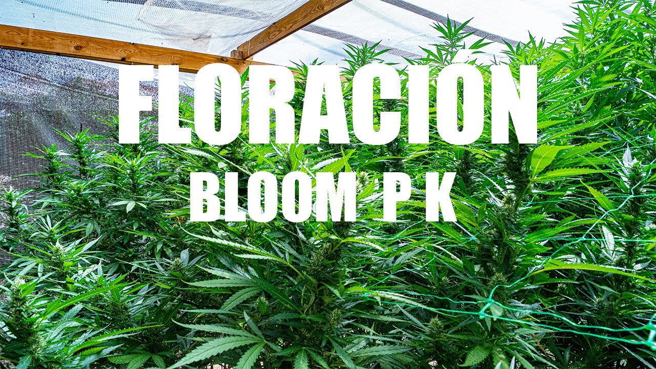 🍁CULTIVO CANNABIS EXTERIOR 2023 | Cap.18 ORUGAS, BLOOM y PK 🌸