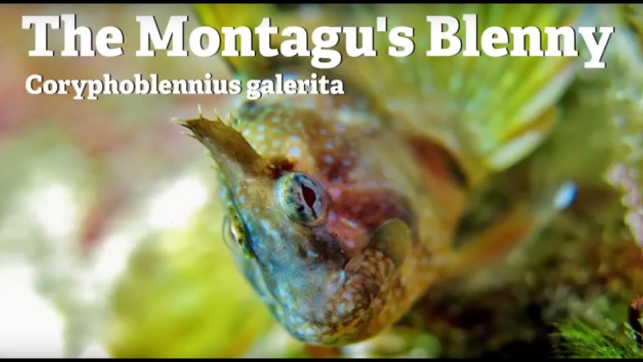 living proof The Montagu's Blenny