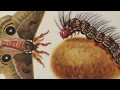Maria Sybilla Merian. Metamorphosis. Rare original pictures.
