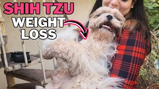 How to Help your Overweight Shih Tzu Lose Weight