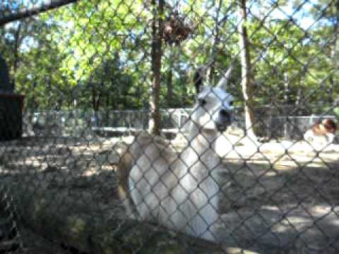 petting zoo north attleboro ma youtube