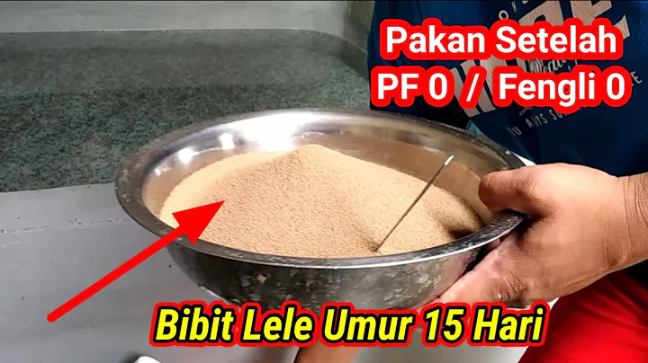 Pakan Bibit Lele Umur 15 Hari | Dari Fengli 0 Gant...