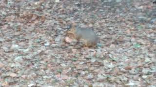 The Infamous Tailless Squirrel of UC Berkeley