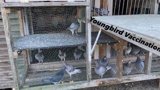 Second Round Of Youngbirds Update | First Round Losses + Vaccination