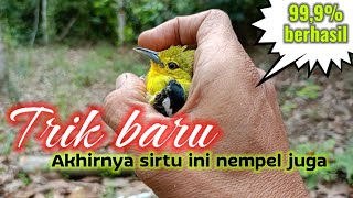 Trik baru mikat sirtu/cipoh tidak mau turun karena lokasi sering dipikat 💯% berhasil