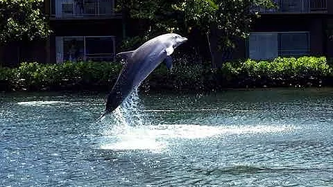 Pearly Shells・・・Billy Vaughn