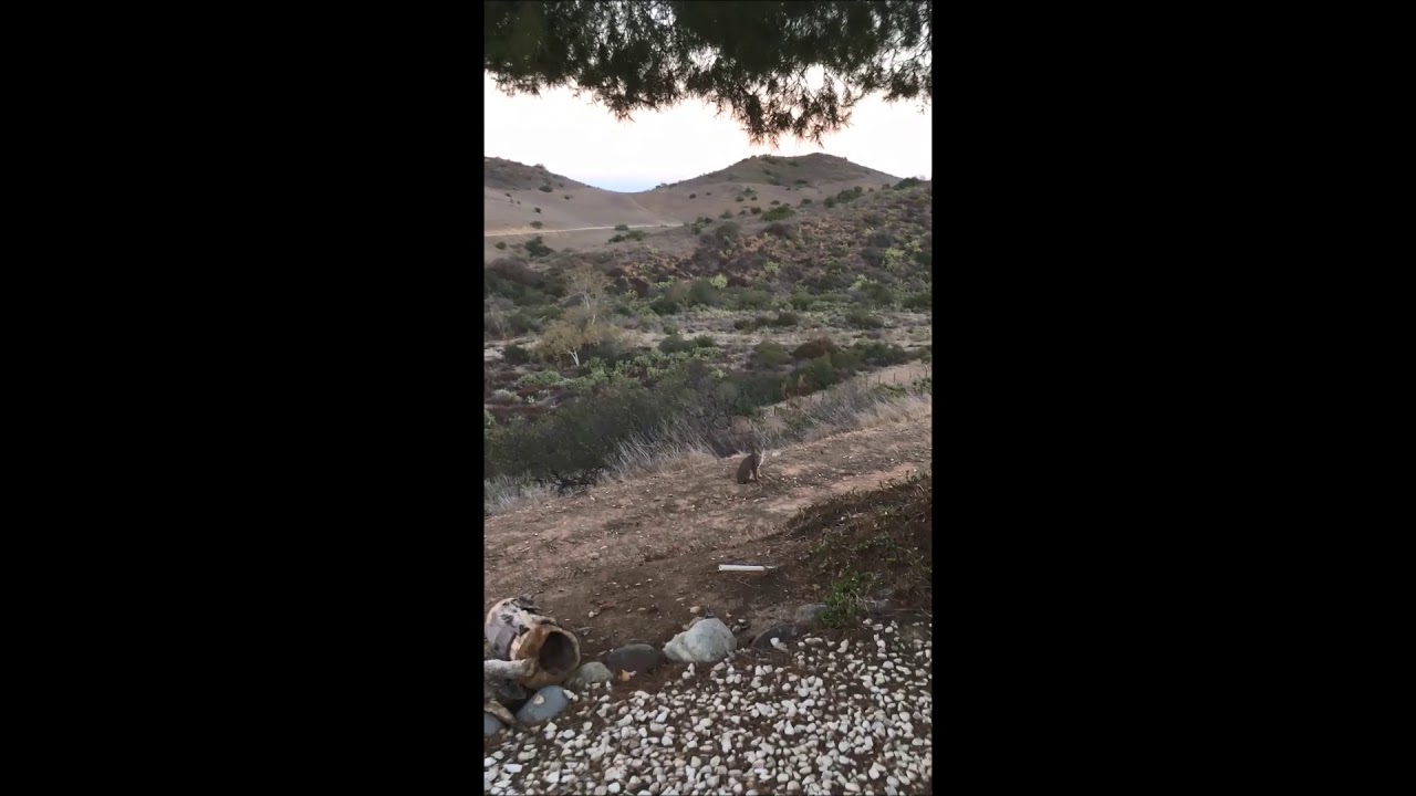 Bobcats hunting on my driveway. Wild animals on a Jeep. 
