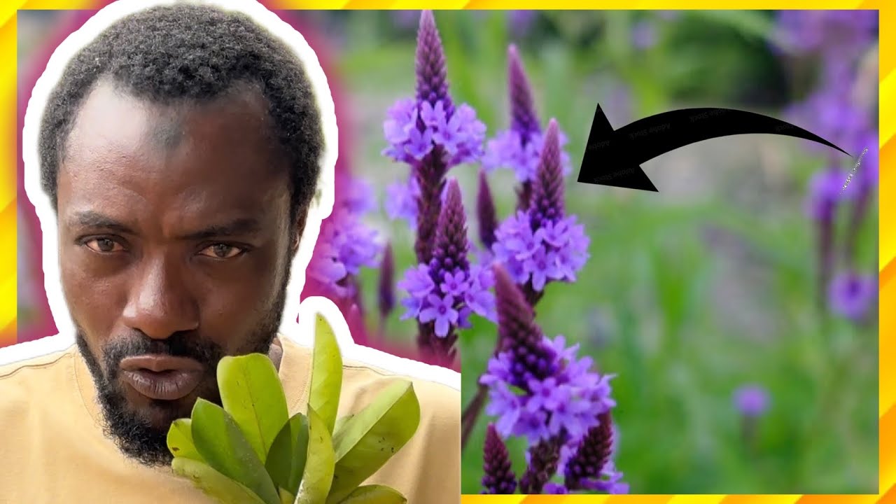 Inkalane How well do you know this plant and what it does? - YouTube