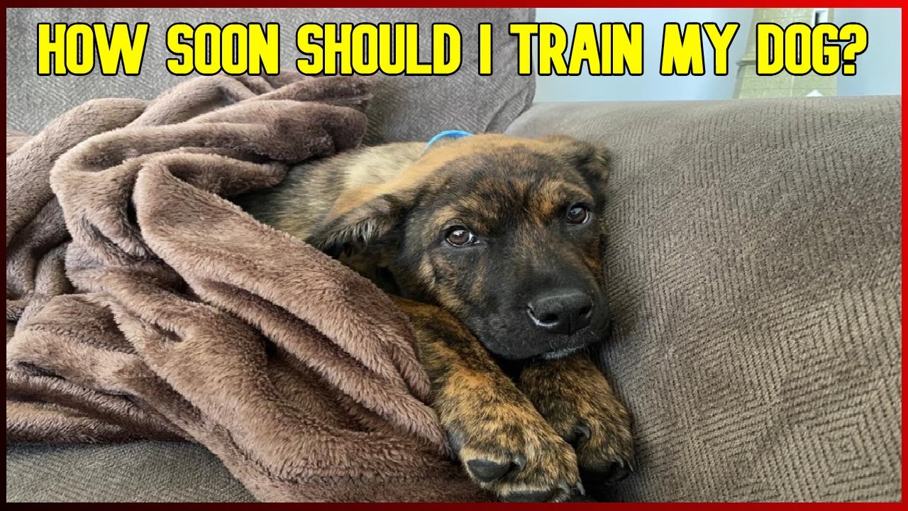 When Should You Start Training your NEW Dog? YouTube