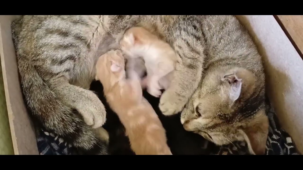 [EUS] Katuak. [ES] Gatos. [EN] Cats.