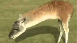 Details Retarded Running Lama (Original) Guide
