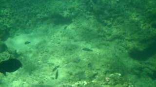 maui 217.avi