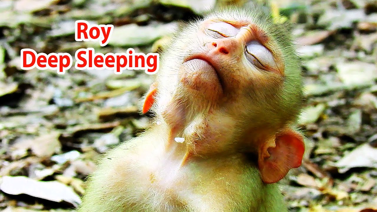 😳😴It's attractive to see Royal deep sleeping very well _ Lovely monkey ...