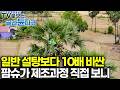 가난 대물림 끊으려 매일 10m 허공을 넘나든다. 목숨 걸고 모은 수액으로 번듯한 2층 새집 지어낸 10년 차 농부의 땀방울|캄보디아 팜슈가|극한직업|#골라듄다큐