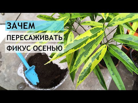 Зачем пересаживать ФИКУС осенью?