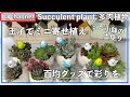 230{多肉植物} 玉子でミニ寄せ植え
