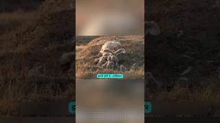 माँ-बाप की ममता: बर्फ़ीले रेगिस्तान में संघर्ष #SnowOwl #MotherLove #WildlifeStory #shorts