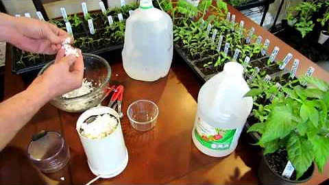 How to Make an Eggshell & Vinegar Fertilizer to Manage Blossom End Rot - Recipe & Use:  DIY Ep-2