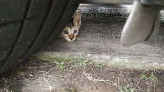 Cute kitten hiding under the car