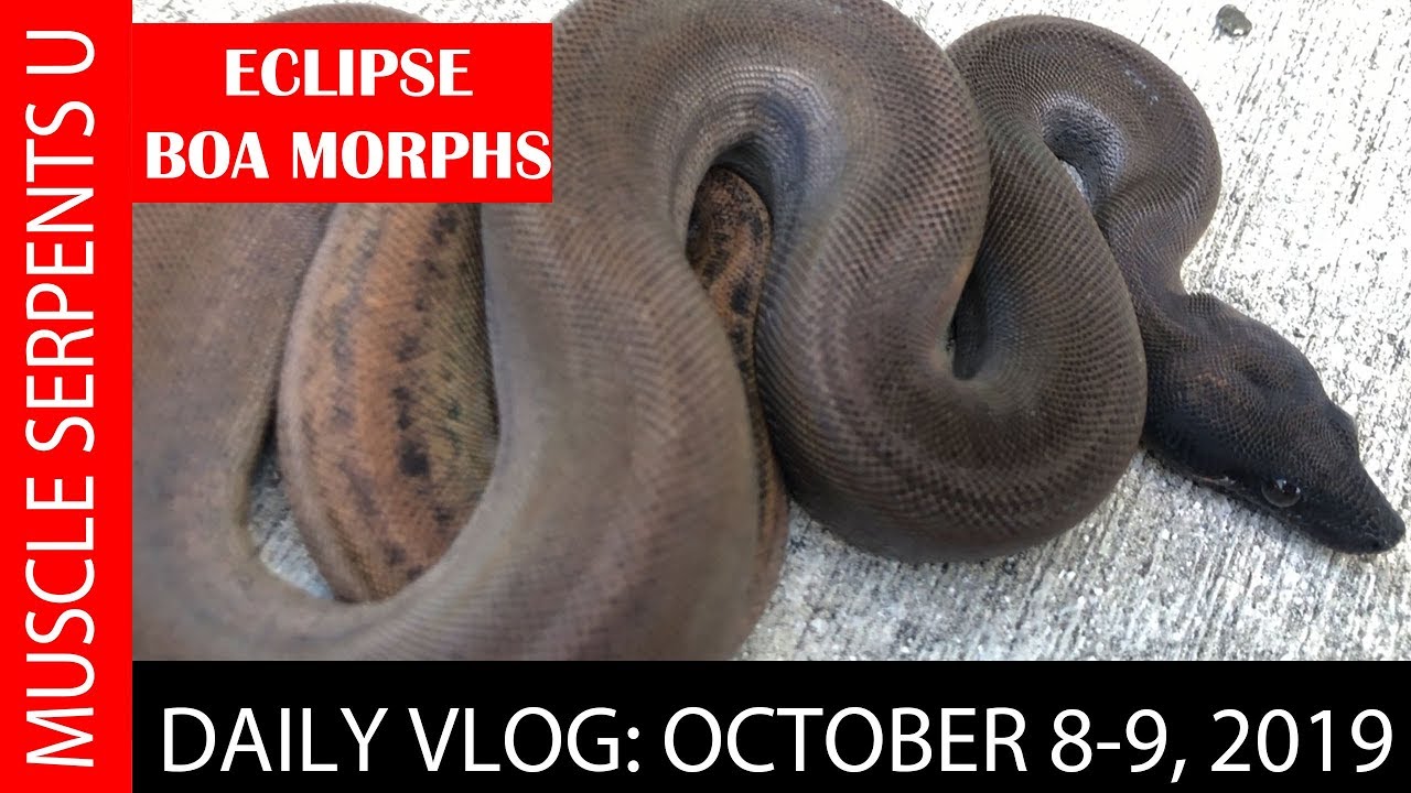orange dream drink ECLIPSE BOAS: POWER OF LEOPARD & MOTLEY GENES