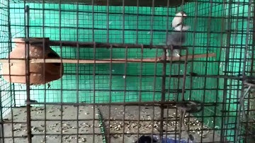 Java sparrow ki molting