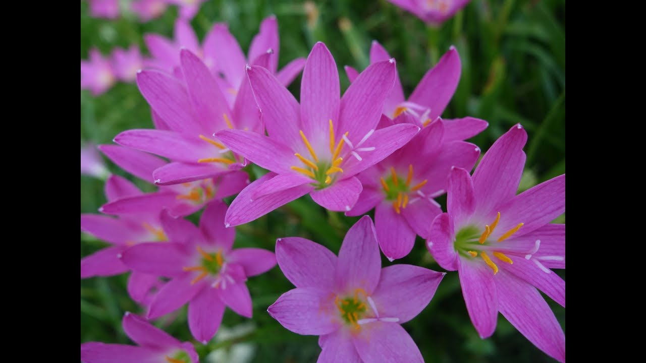 Storm Lilies YouTube