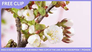 Free Clip - Springtime