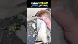 Ranking Funniest Animal Release 😹