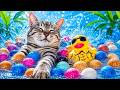 🔴涼しくなれる水音Goodnight😵💫🤟😹Cat & Water ASMR