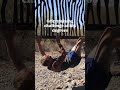 A great strength challenge after hiking for several hours in the desert! Yes the metal bars were