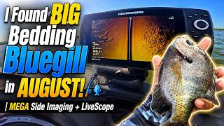 I Found BIG Bedding Bluegill in AUGUST! 🎣 | MEGA Side Imaging + LiveScope