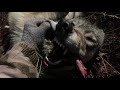 2019 North Idaho Wolf Hunting ( Triple Down ) Brandon Pitcher ( Short Version )