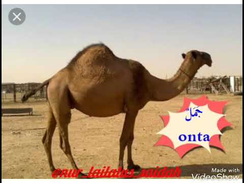 Nama nama hewan dalam  bahasa  arab  YouTube