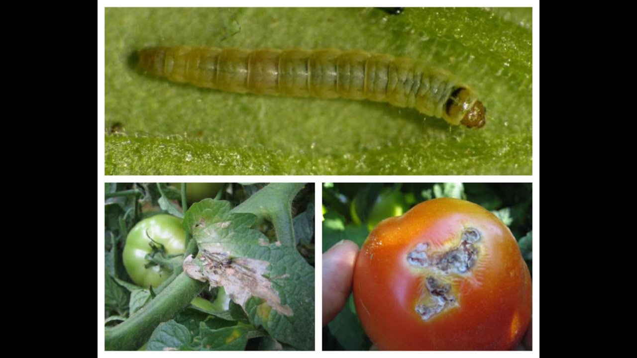 Борба с белокрилки и миризливки.Следи от вредители.Поставям капани за доматен миниращ молец.