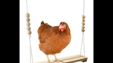 3 Easy and Effective ROOSTING BAR Set Ups for Your Permaculture Chickens