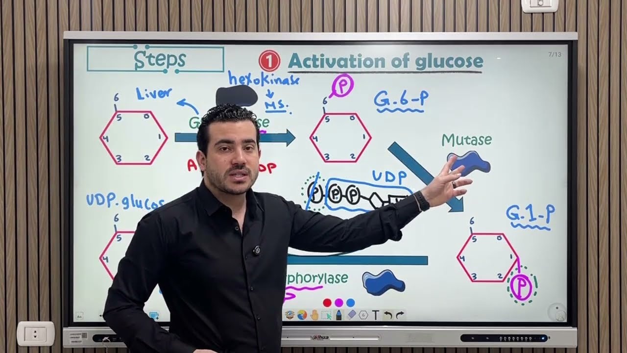 Glycogenesis Dr. Ibrahim El-Husseiny