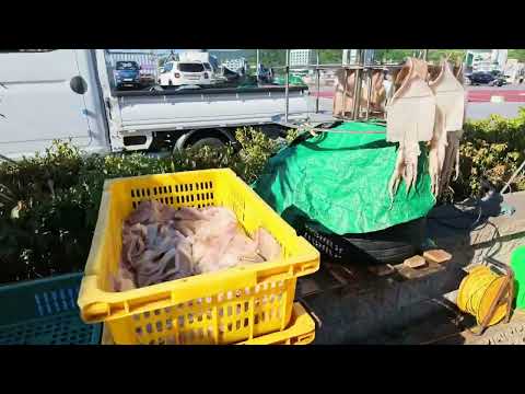#오징어 말리기 #현담스님 #향불사 #해파랑 TV