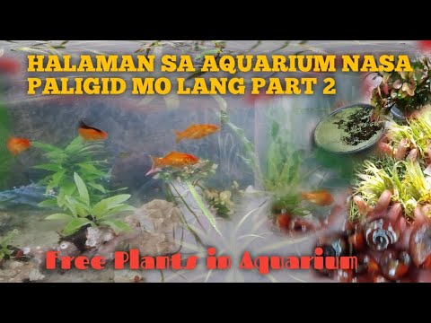 Video: Pagpapalaki ng Mga Halaman ng Aquarium - Paano Palaguin ang mga Halaman ng Aquarium