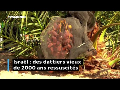 En Israël, des dattiers vieux de 2000 ans ressuscités