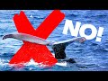 WHALE FAIL! - How NOT to photograph whales