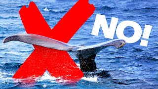 WHALE FAIL! - How NOT to photograph whales